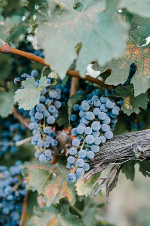 Grapeseed Oil